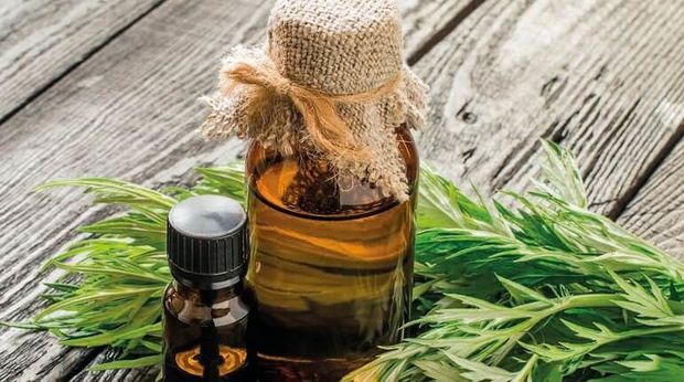 Yovşan koronovirusla mübarizədə müsbət nəticələr verir – Bitkiyə tələbat sürətlə artıb