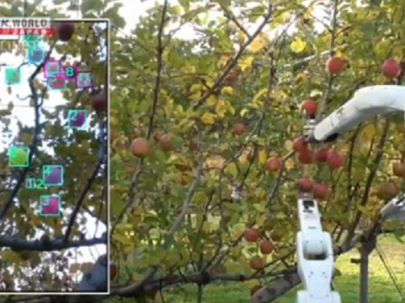 Yaponiyada meyvəyığan robot fermerlərə məhsulu toplamaqda yardım edəcək