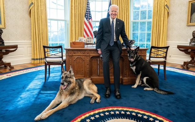 Baydenin iti Ağ Evdə daha bir nəfəri dişlədi