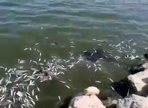 Xəzər dənizində balıqlar kütləvi şəkildə tələf olub – VİDEO