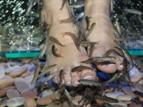 Həkim-balıq: Garra-rufa