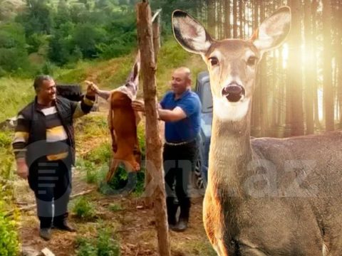 Laçında cüyür ovlayıb kef məclisi təşkil edən iki nəfər saxlanılıb – YENİLƏNİB+VİDEO