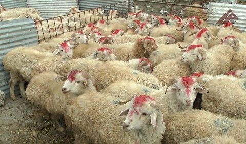 Bu heyvanlar qurban kəsilə bilməz – İlahiyyatçı