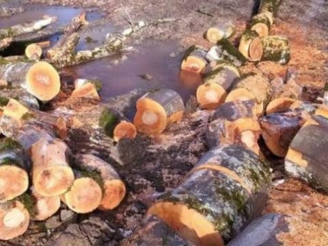 Bakıda qaraj tikən vətəndaş 16 ağac kəsdi