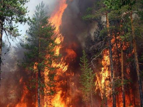 Qəbələdə dağlıq ərazidə yanğın başladı