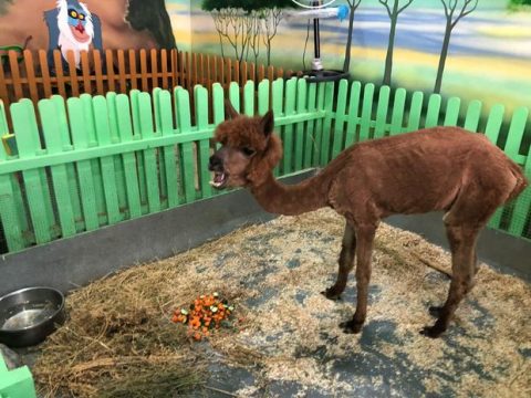 Baytar: “Zoobulvar”dakı alpakanın saxlanma şəraiti qaydalara uyğun deyil” – YENİLƏNDİ- FOTO