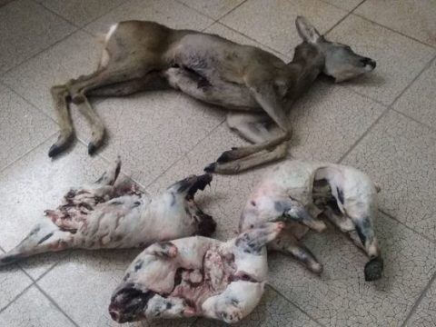 Qanunsuz ovladığı cüyür və porsuqları mağazada satmaq istəyən tutuldu – FOTO