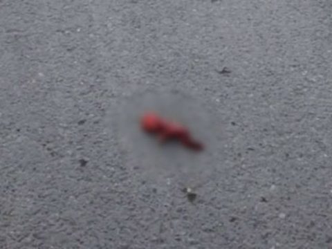 Ağsuda zibil qutusundan tapılmış döllə bağlı dəhşətli FAKT