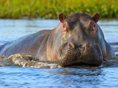 Begemotlar da koronavirusa yoluxdu