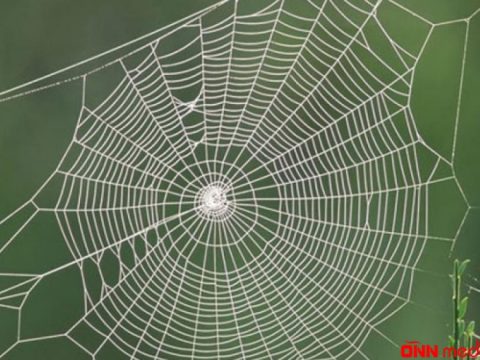 Hörümçək torundan milli korpusa aparan yol