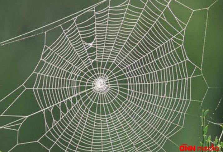 Hörümçək torundan milli korpusa aparan yol