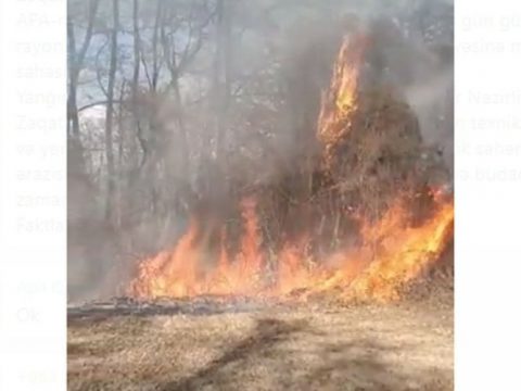 Zaqatalada meşəlik ərazidə yanğın olub