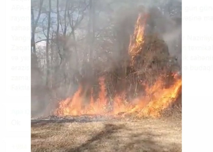 Zaqatalada meşəlik ərazidə yanğın olub