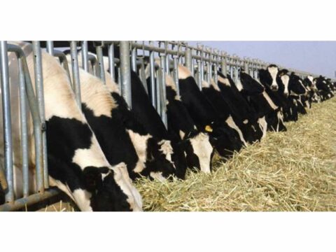 Mal-qara peynindən əldə ediləcək mayeləşdirilmiş biometandan gəmi yanacağı kimi istifadə olunacaq