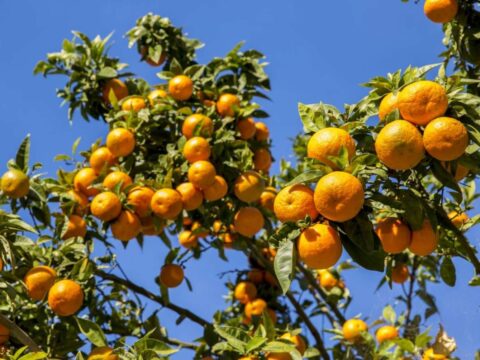 Naringi qabığının gizli təhlükələri barədə – XƏBƏRDARLIQ