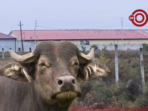 Ucarın icra başçısının camış ferması üzə çıxdı — FOTO+VİDEO