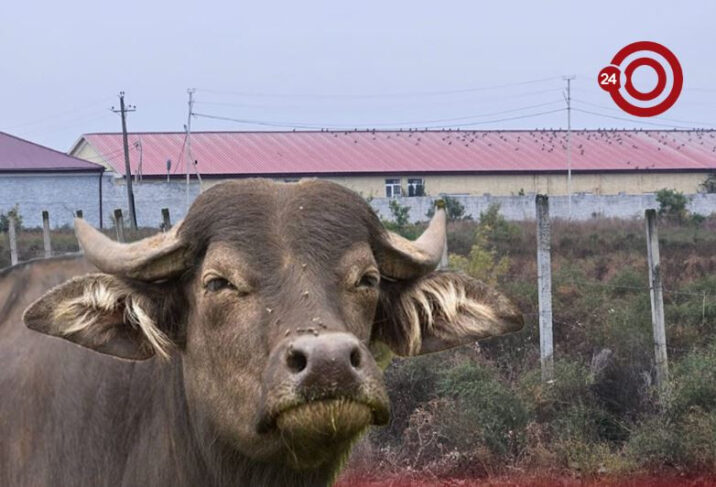 Ucarın icra başçısının camış ferması üzə çıxdı — FOTO+VİDEO