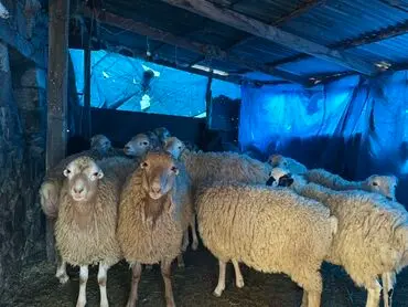 Yəhyanın erkək qoyunları neçə dişi oldular  -Arzu ADAnın hekayəsi