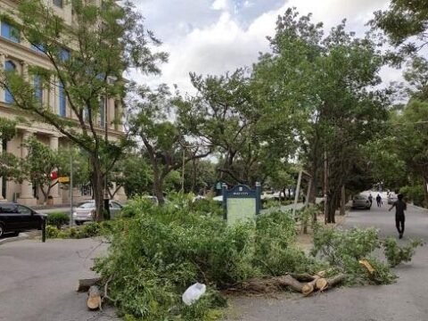 Bakıda güclü külək: irigövdəli ağaclar aşdı – Foto